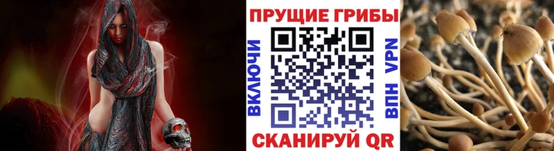 Псилоцибиновые грибы MAGIC MUSHROOMS  MEGA как зайти  Павловский Посад 